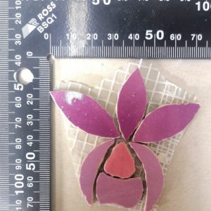 Single Orchid