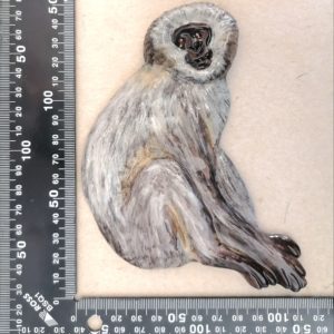 Sitting Vervet monkey