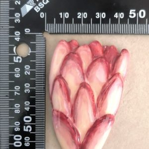 Blooming Protea