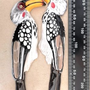 Southern yellow-billed hornbill