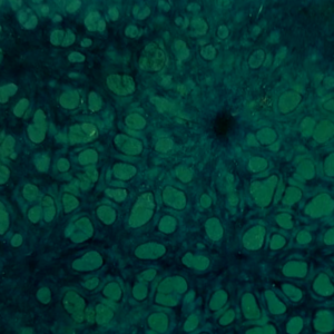 Deep Sea